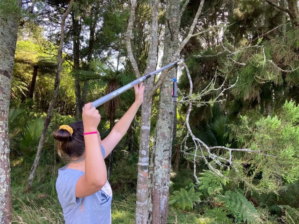 A person using a pole pruner to trim branches in a lush green forested area, surrounded by trees and foliage.