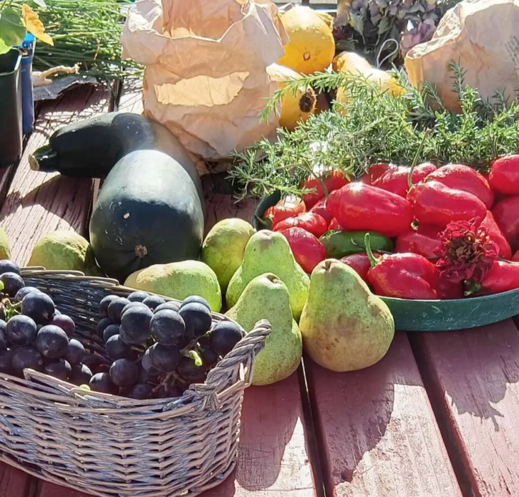 A variety of fresh produce, including grapes, pears, peppers, and squash, arranged on a wooden table, showcasing vibrant colors.